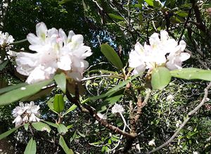 white rhododendrons in Coopers Rock State Forest, West Virginia